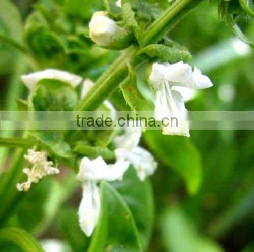 Pure and Natural Basil Oil