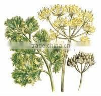 Parsley Seed Oil