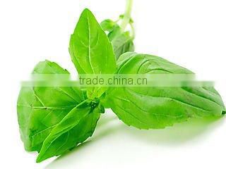 Pure and Natural Basil Oil