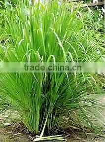 Lemongrass Essential Oils