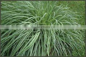 Lemongrass Essential Oils