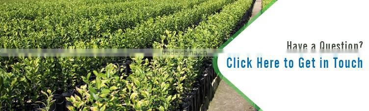 Unbelievable Price Faster Plant Grow Coir Hanging Basket for Garden Stores