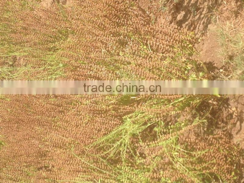 BASIL SEED ( SABJA SEED )