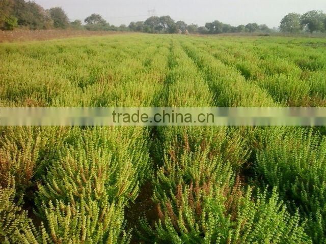 BASIL SEED ( SABJA SEED )