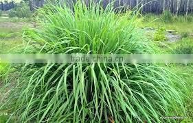 Natural Lemongrass Oil