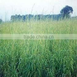 Natural Geraniol Ex Palmrosa