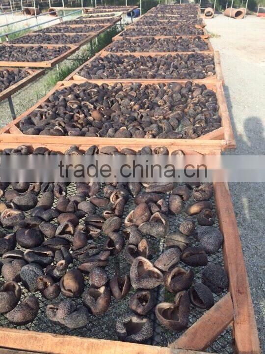 dried sea cucumber with HACCP Certificate from Vietnam