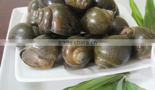 Live paddy Snail (Pila Polita)