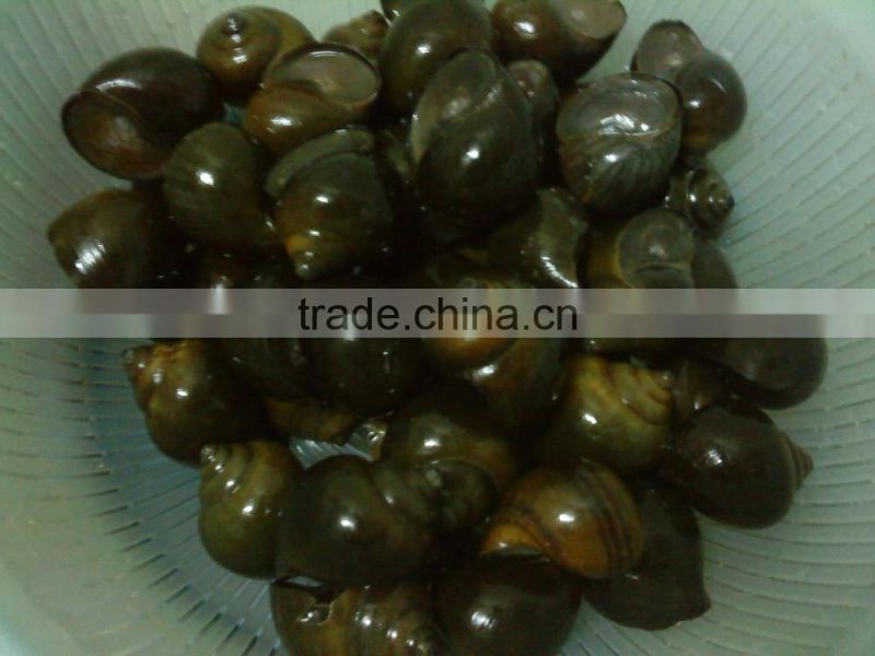 Live paddy Snail (Pila Polita)