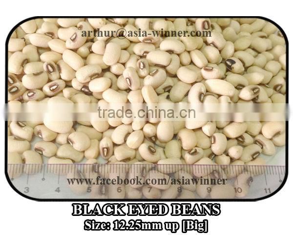 Cowpeas [Big]