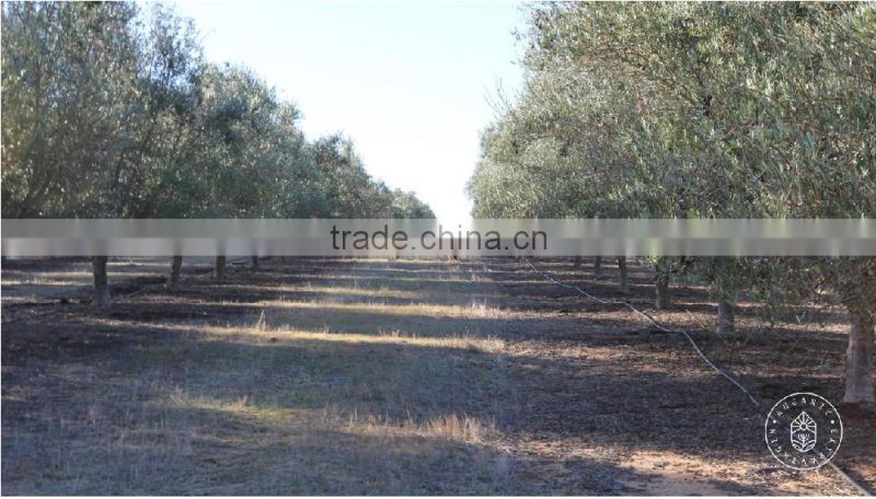 AUGANIC EXTRA VIRGIN OLIVE OIL