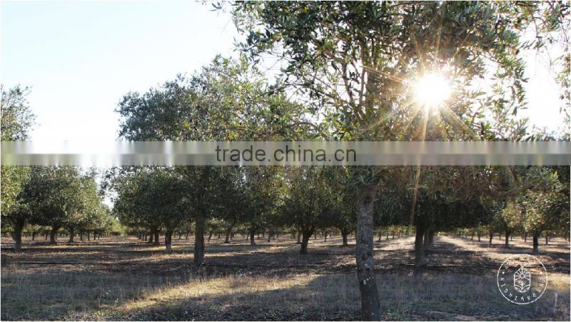 AUGANIC EXTRA VIRGIN OLIVE OIL