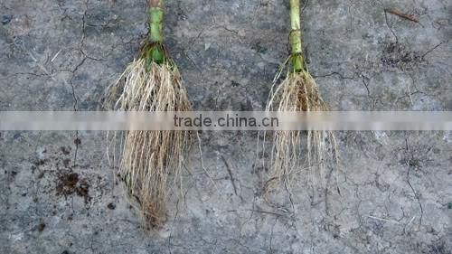 High Quality Amico Acid Threonine 98.5% for sale in good Price