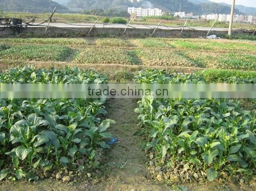Amino Acid Organic Fertilizer Raw Material