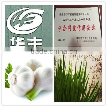 Chinese Factory Supply 100% Pure Natural Garlic Oil with Competitive Price