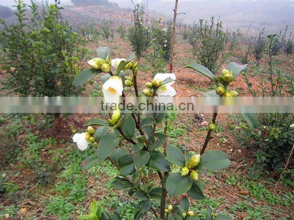 100% Pure and Natural Wild Camellia Seed Oil