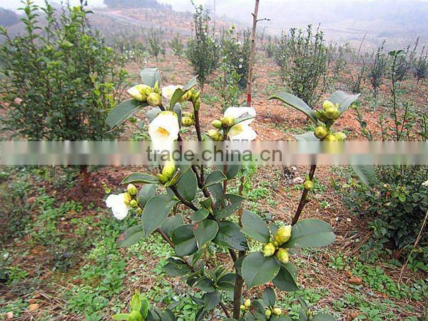 2012Natural and Pure camellia cooking oil