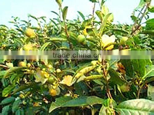 China 100% Pure Green tea seed Oil