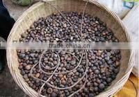 Cold Pressed Oil Tea Camellia Seed Oil