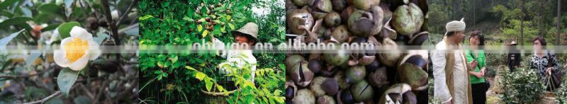 100% Pure Organic Green Tea Seed Oil/Top Manufacturer & Drafter for National Standard