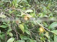 Cold Pressed Oil Tea Camellia Seed Oil