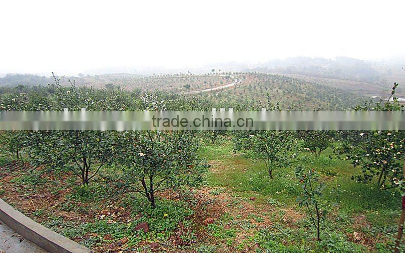 2012Natural and Pure camellia cooking oil