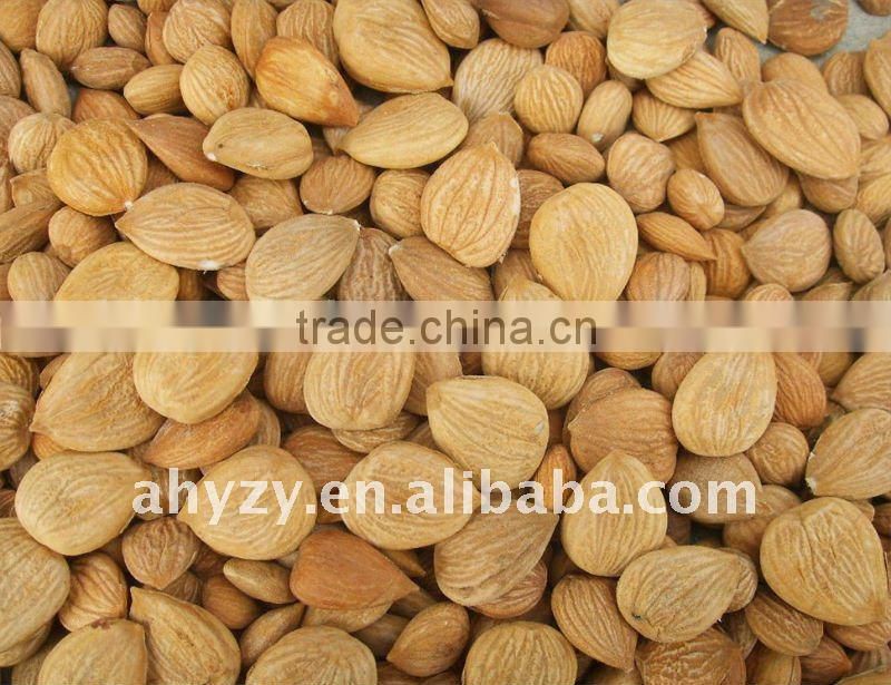 High Nutritive Value Bitter Apricot Almond