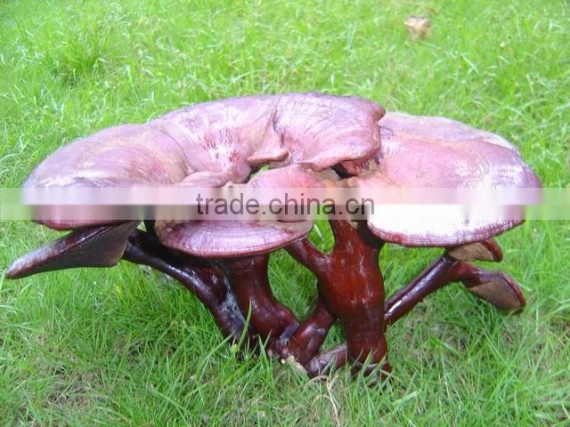 Ganoderma lucidum and Lingzhi