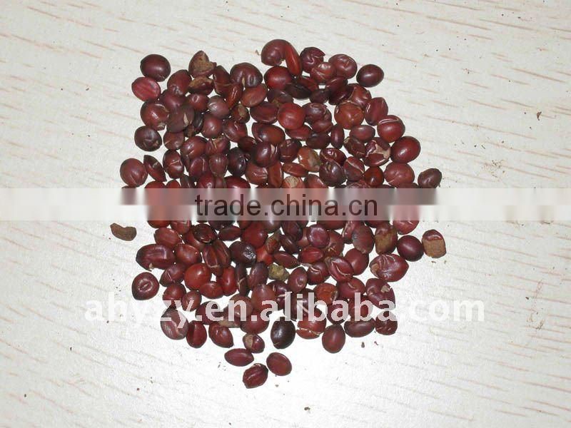 Spina Date Seed (suanzaoren)