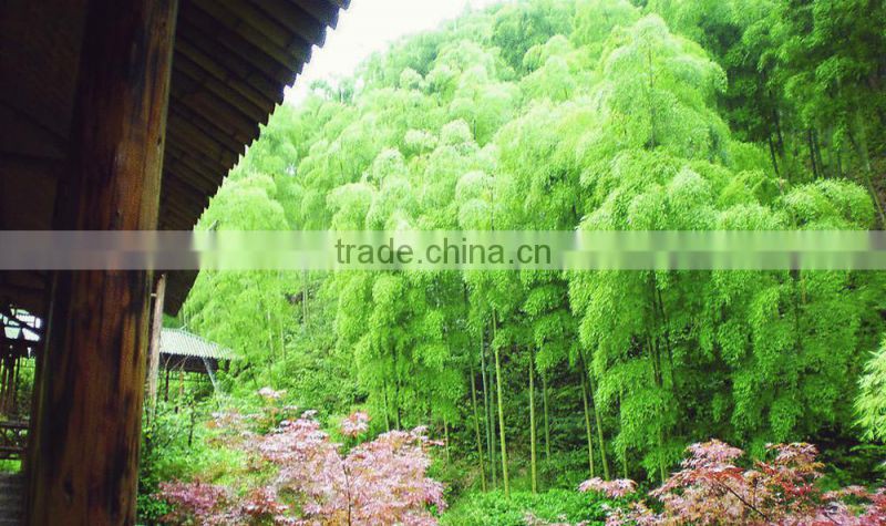 bamboo back scratcher for massage basic massage personal use