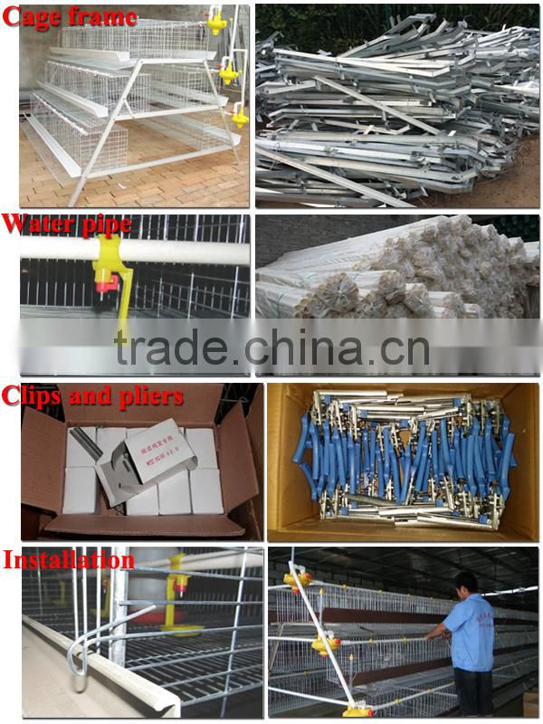 TAIYU Poultry Breeder Eggs From One Day Old To Adult