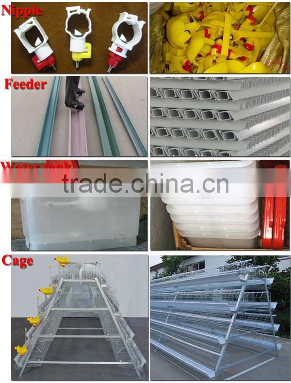 TAIYU Poultry Breeder Eggs From One Day Old To Adult