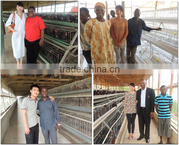 TAIYU A and H Type Chick Poultry Farm Price