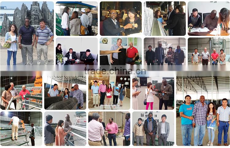 Automatic Poultry Farm Chicken Layer Cage