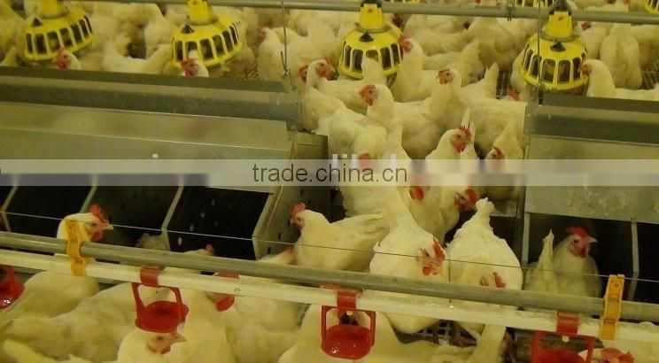 Automatic Poultry Chicken Feeders and Drinkers for Floor Chickens