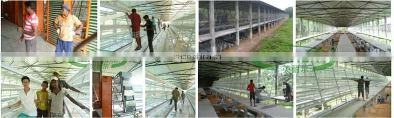 New design poultry equipment for chicken farm