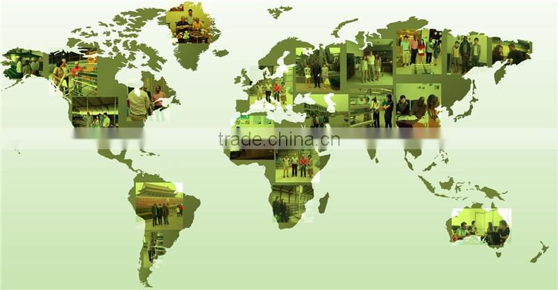 New design poultry equipment for chicken farm