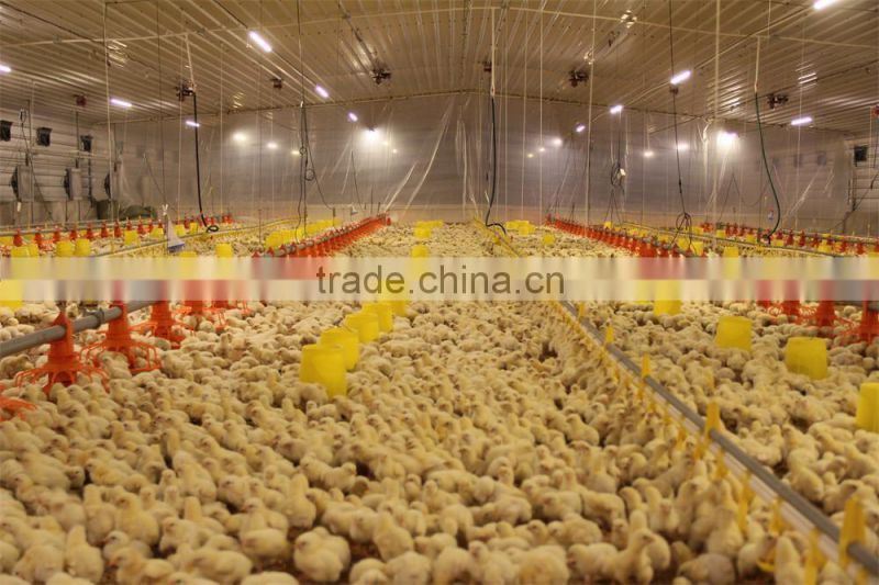 Automatic Poultry Chicken Feeders and Drinkers for Floor Chickens