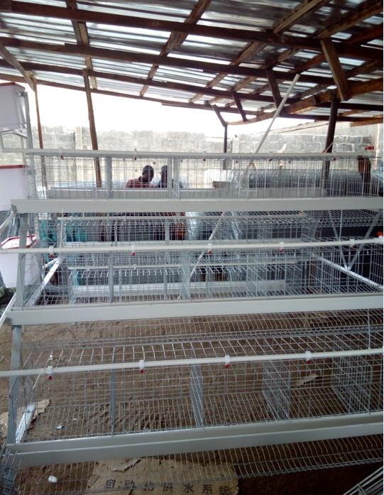 Big Discount Layer Chicken Cage With Chicken Farm For Poultry Agricultural Equipment