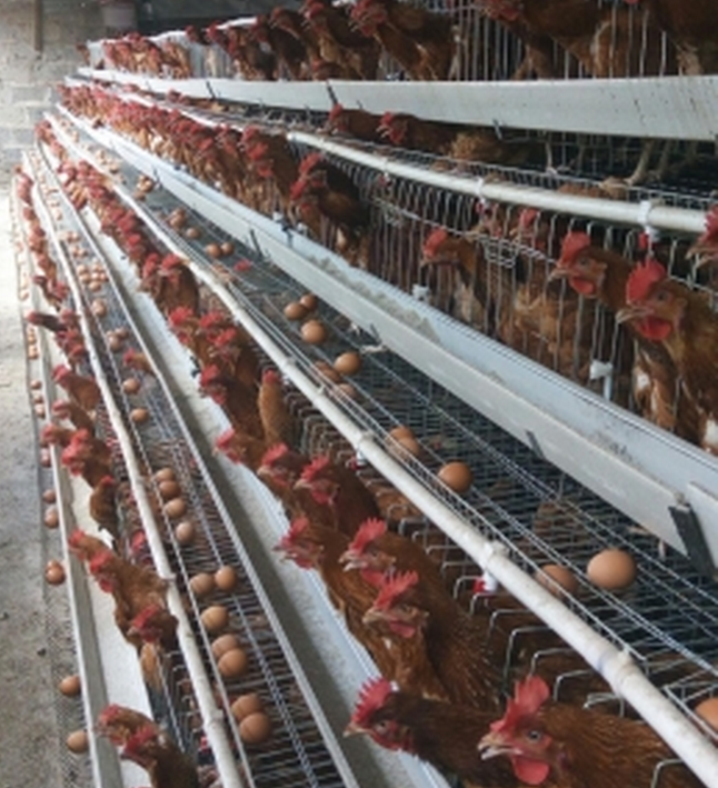 Big Discount Layer Chicken Cage With Chicken Farm For Poultry Agricultural Equipment