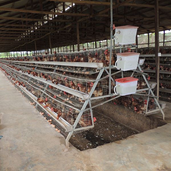 Big Discount Layer Chicken Cage With Chicken Farm For Poultry Agricultural Equipment