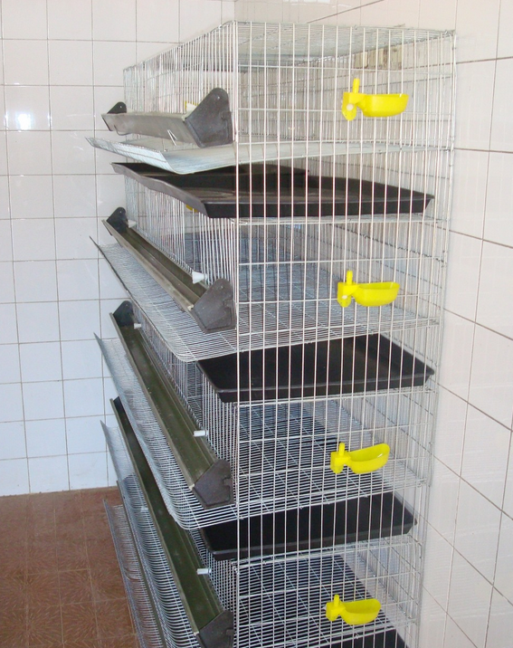 NEW TYPE quail laying cage/quail cage and water system/quail cage price