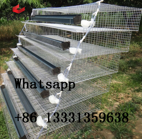 NEW TYPE quail laying cage/quail cage and water system/quail cage price