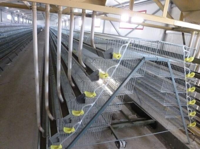 NEW TYPE quail laying cage/quail cage and water system/quail cage price