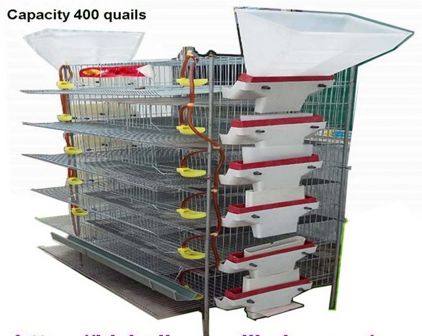 NEW TYPE quail laying cage/quail cage and water system/quail cage price