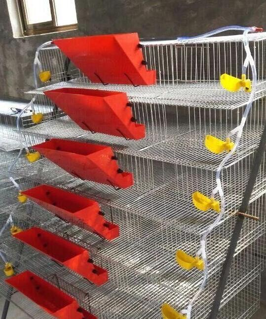 NEW TYPE quail laying cage/quail cage and water system/quail cage price