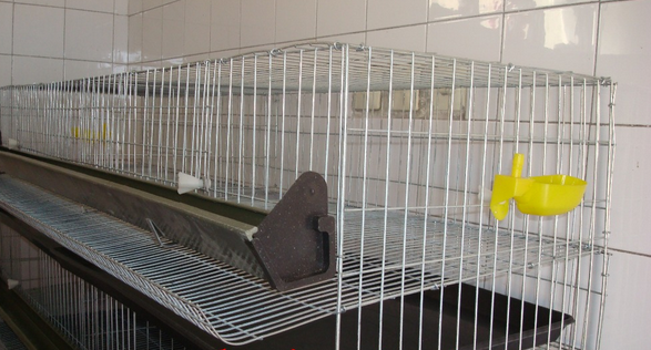 NEW TYPE quail laying cage/quail cage and water system/quail cage price