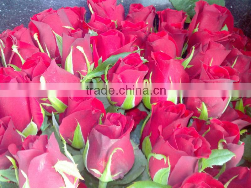 Tajmahal Indian Roses/Fresh Cut Roses/Fresh Flowers!