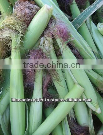 Fresh Baby Corn/Baby Corns/ Peeled Baby Corns!