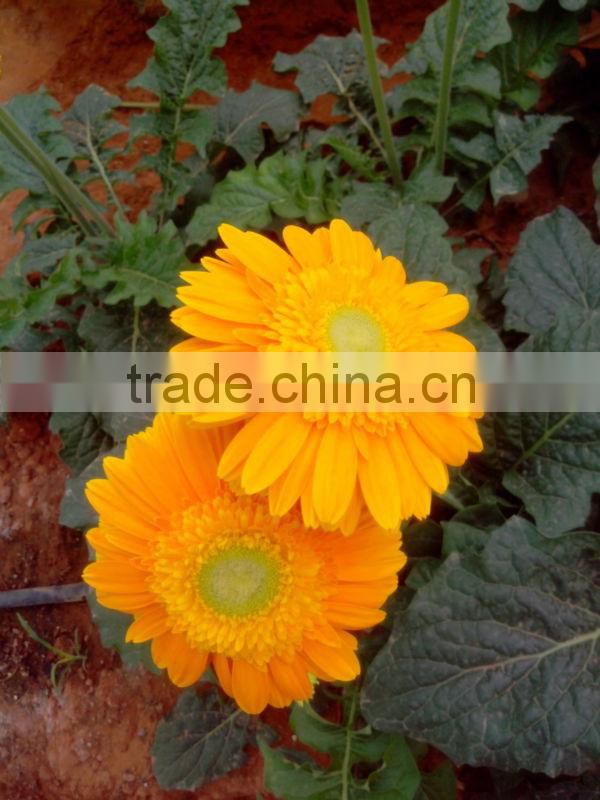 Fresh Gerbera Flowers /Fresh Flowers!